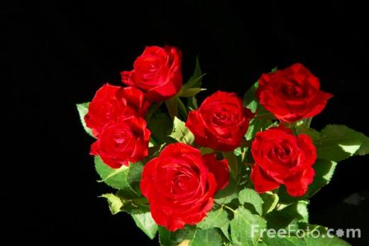 12_77_11-red-rose_web.jpg