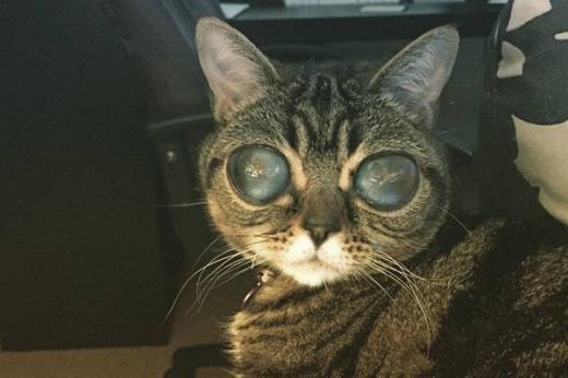 image_234555alien-cat-matilda.jpg