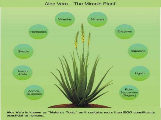 aloe-vera.jpg