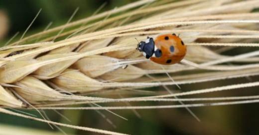 denmark-creating-robot-insect.jpg