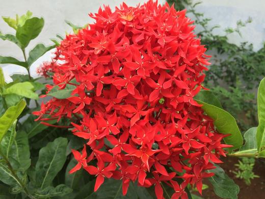 1200px-pentas_star_flower.jpg