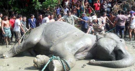 the-elephant-died.jpg