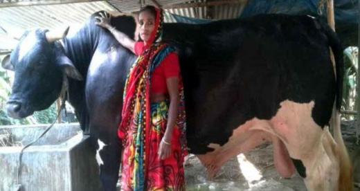 cow-price-is-25-lakh-taka.jpg