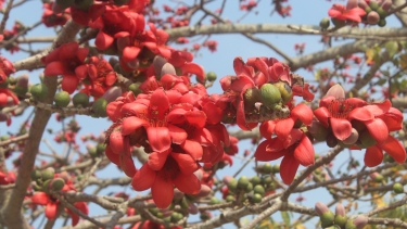 শুভ সকাল,বৃষ্টি ভেজা সুন্দর সকালে সব পাঠকদের বসন্তী শুভেচ্ছা।