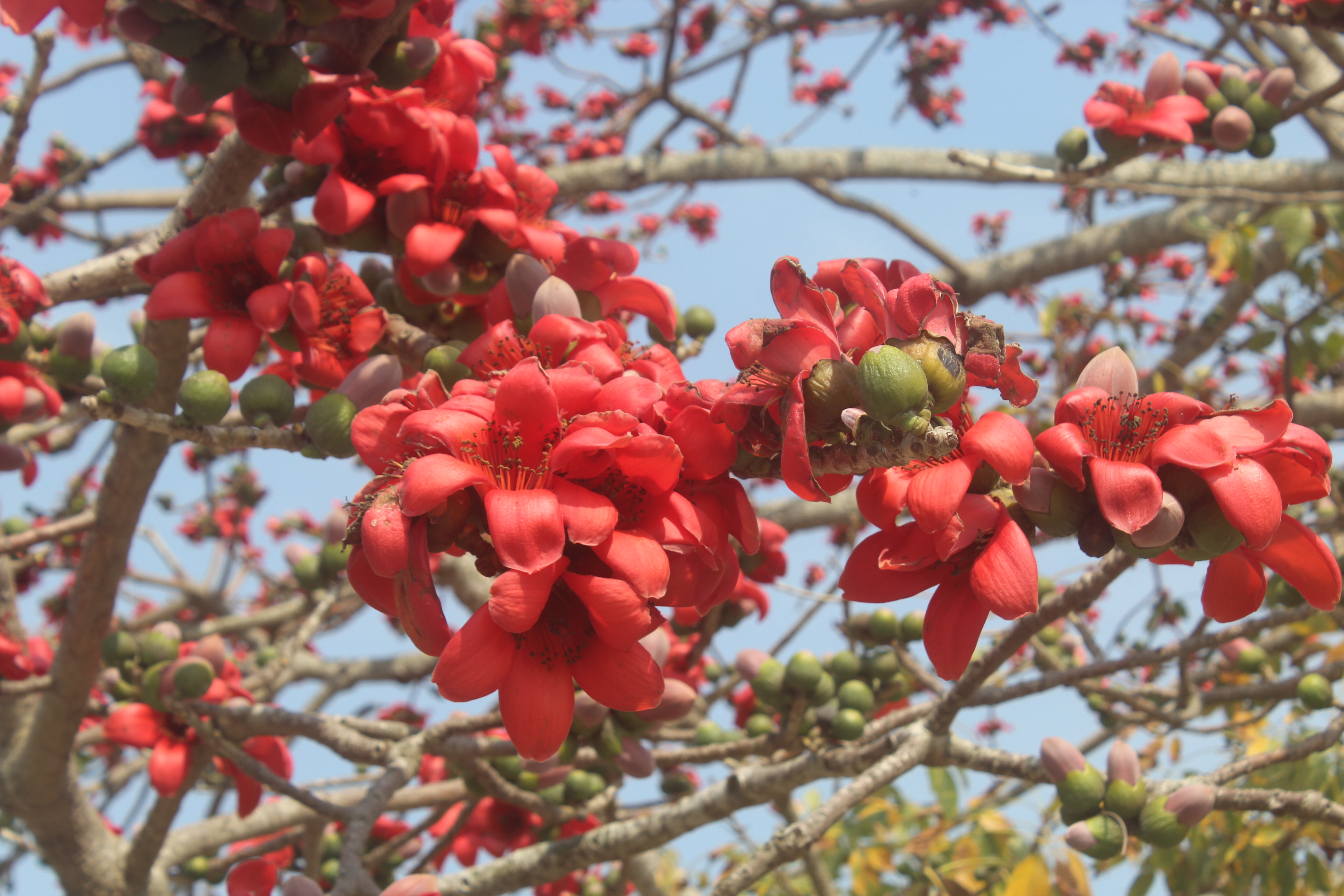 ছবি আনোয়ার ইউনুস