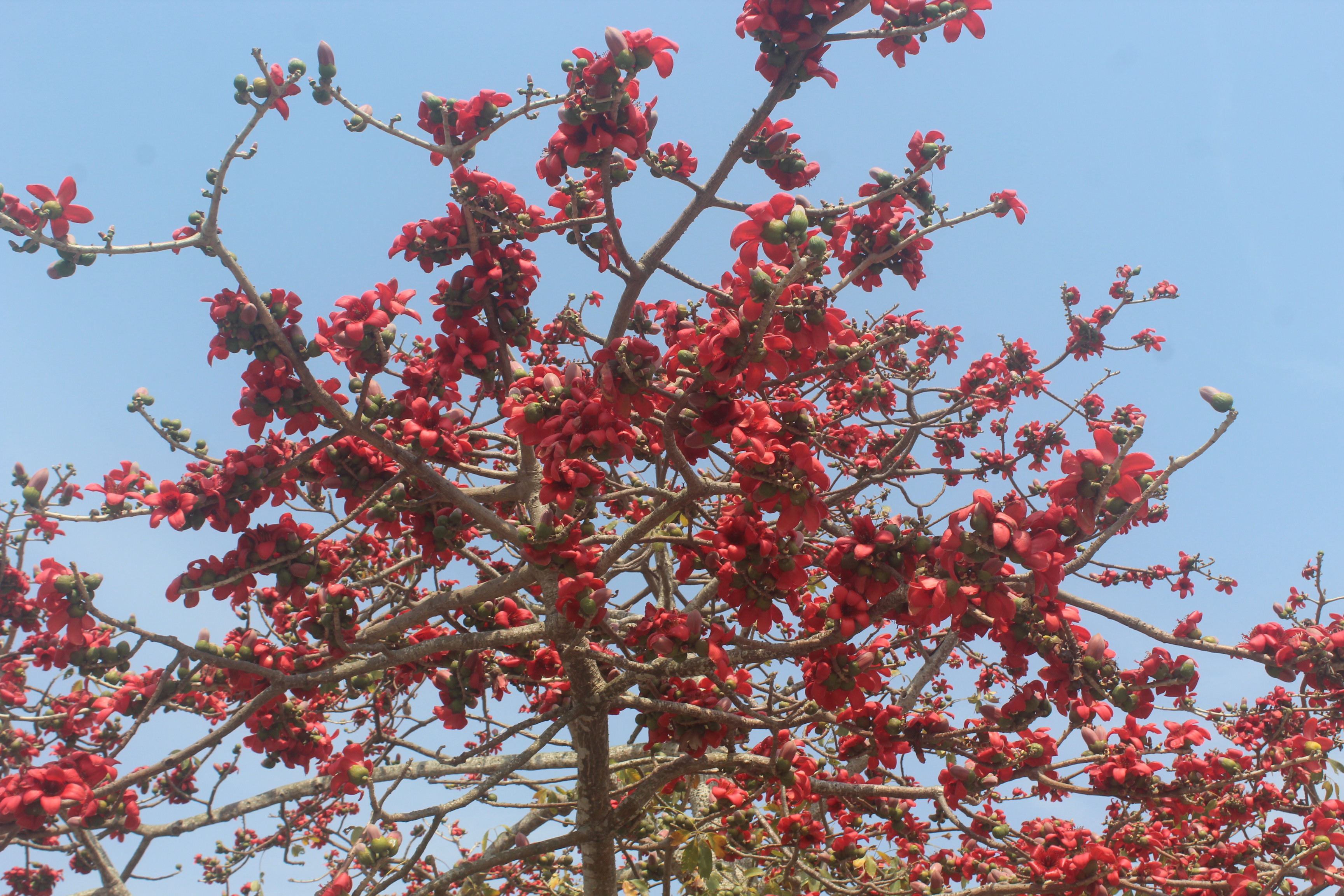 ছবি আনোয়ার ইউনুস