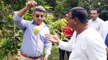 রাজশাহীর বাগানে গিয়ে আমের স্বাদ নিলেন ব্রিটিশ রাষ্ট্রদূত