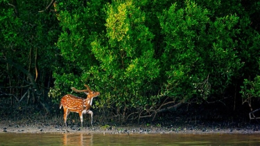 ঝুঁকিপূর্ণ বিশ্ব ঐতিহ্যের তালিকায় এক নম্বরে বাংলাদেশের সুন্দরবন