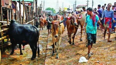 রাস্তা-ঘাটের পাশে কোরবানির হাট না বসানো নিয়ে সতর্কতা