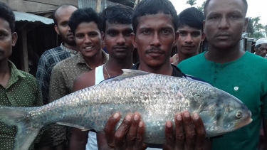 ৩০০ টাকার ইলিশ ১০ হাজার টাকা