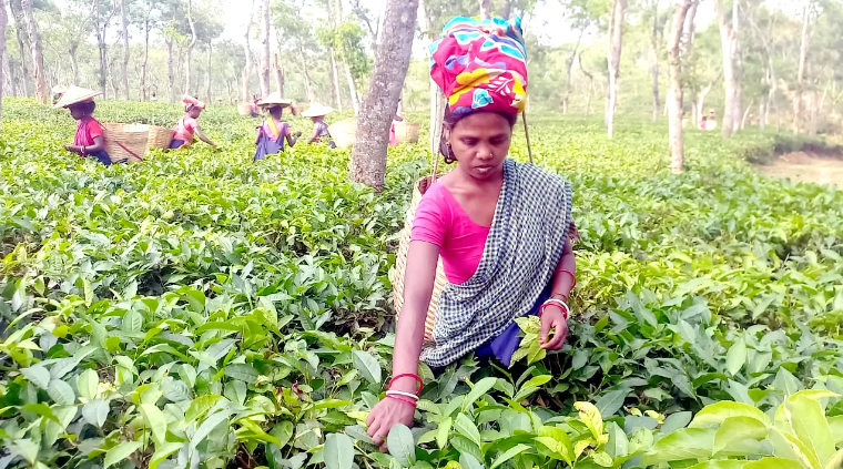 ব্যস্ত সময় পার করছেন চা শ্রমিকরা